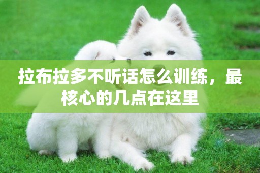 拉布拉多不聽話怎么訓練，最核心的幾點在這里