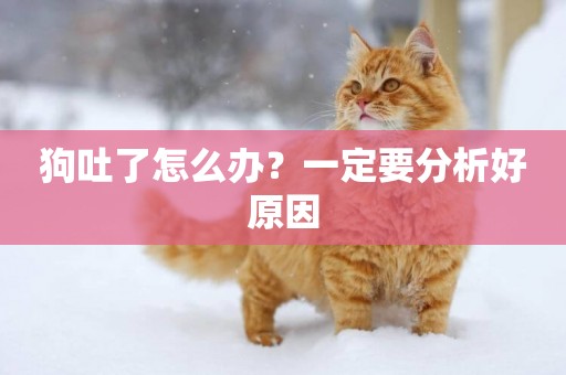 狗吐了怎么辦？一定要分析好原因