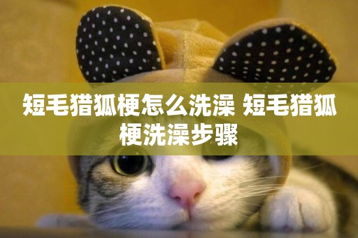 短毛獵狐梗怎么洗澡 短毛獵狐梗洗澡步驟