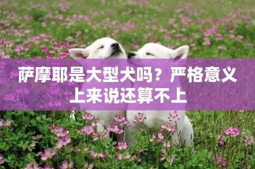 薩摩耶是大型犬嗎？嚴格意義上來說還算不上