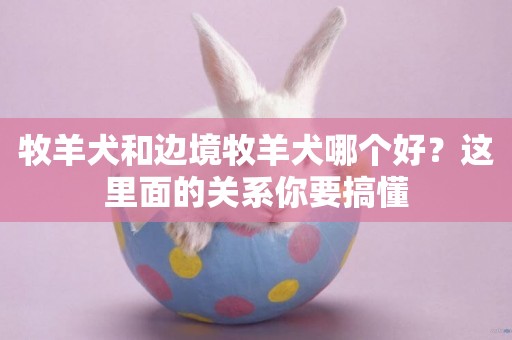 牧羊犬和邊境牧羊犬哪個好？這里面的關系你要搞懂
