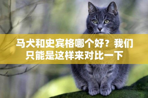 馬犬和史賓格哪個好？我們只能是這樣來對比一下