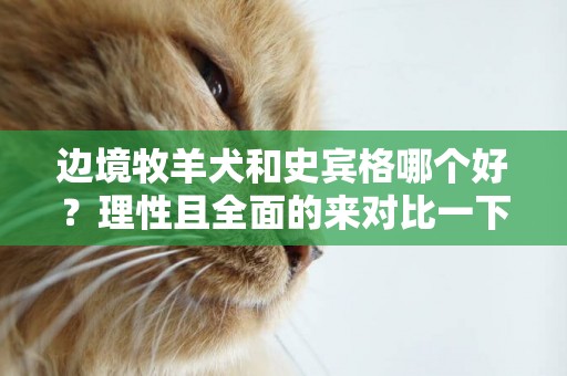 邊境牧羊犬和史賓格哪個好？理性且全面的來對比一下