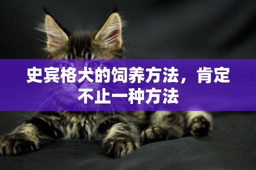 史賓格犬的飼養方法，肯定不止一種方法