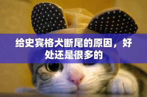 給史賓格犬斷尾的原因，好處還是很多的