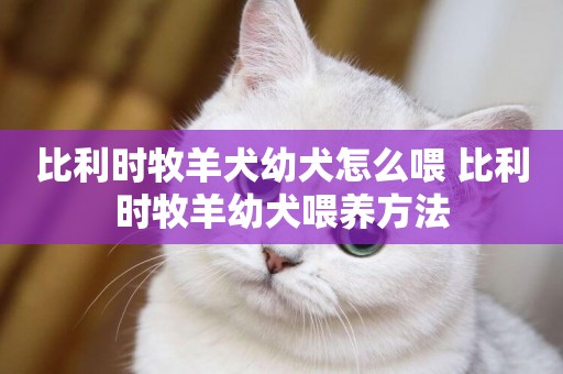 比利時牧羊犬幼犬怎么喂 比利時牧羊幼犬喂養方法