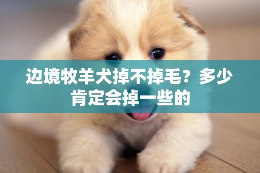 邊境牧羊犬掉不掉毛？多少肯定會掉一些的