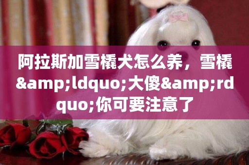 阿拉斯加雪橇犬怎么養，雪橇&ldquo;大傻&rdquo;你可要注意了