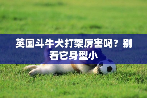 英國斗牛犬打架厲害嗎？別看它身型小