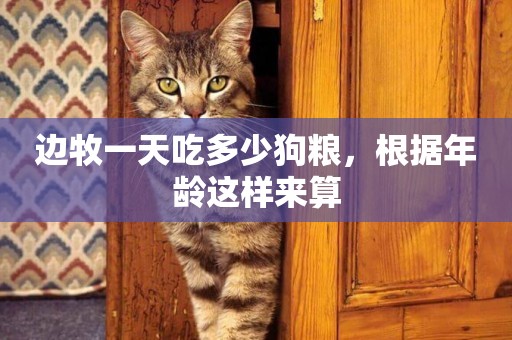 邊牧一天吃多少狗糧，根據年齡這樣來算