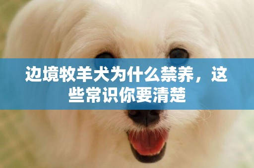 邊境牧羊犬為什么禁養，這些常識你要清楚