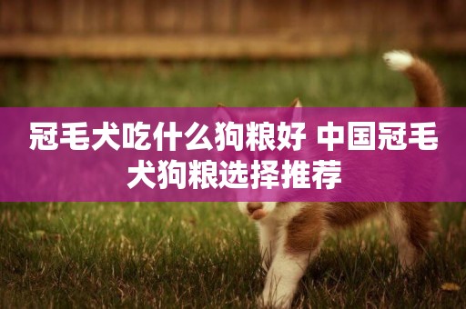 冠毛犬吃什么狗糧好 中國冠毛犬狗糧選擇推薦