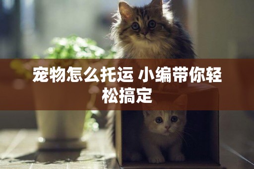寵物怎么托運 小編帶你輕松搞定