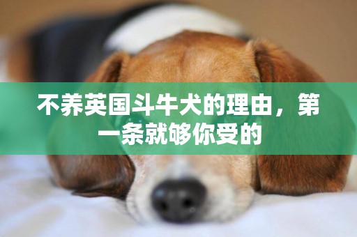 不養英國斗牛犬的理由，第一條就夠你受的
