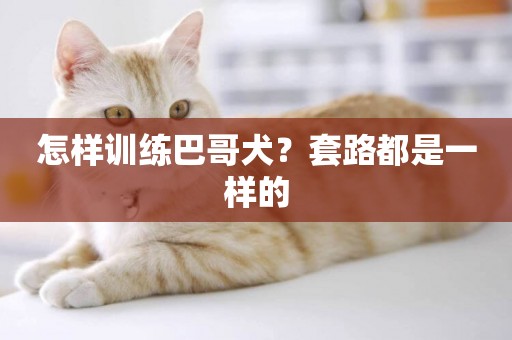 怎樣訓練巴哥犬？套路都是一樣的