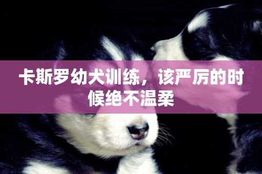 卡斯羅幼犬訓練，該嚴厲的時候絕不溫柔