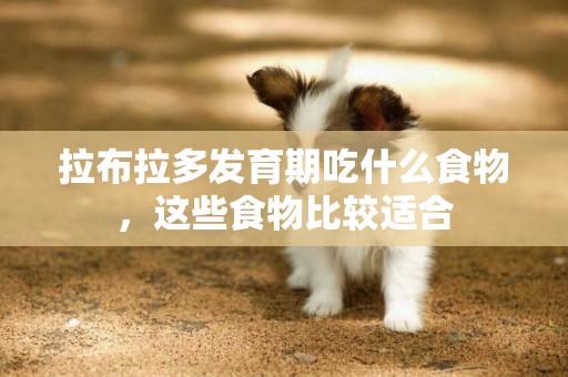 拉布拉多發育期吃什么食物，這些食物比較適合