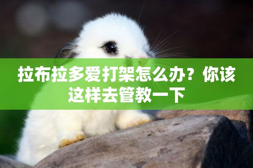 拉布拉多愛打架怎么辦？你該這樣去管教一下