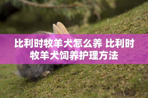 比利時牧羊犬怎么養 比利時牧羊犬飼養護理方法