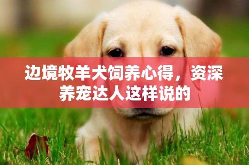 邊境牧羊犬飼養心得，資深養寵達人這樣說的