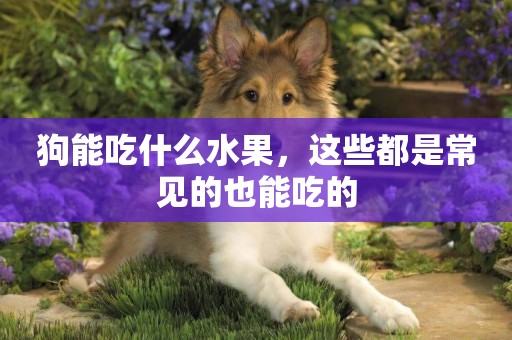 狗能吃什么水果，這些都是常見的也能吃的