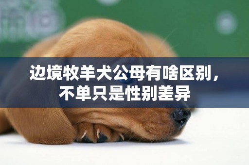 邊境牧羊犬公母有啥區別，不單只是性別差異