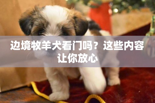邊境牧羊犬看門嗎？這些內容讓你放心