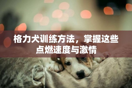 格力犬訓練方法，掌握這些點燃速度與激情
