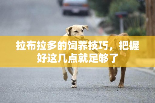 拉布拉多的飼養技巧，把握好這幾點就足夠了