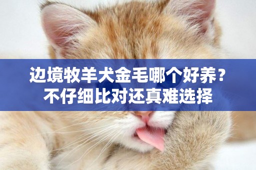 邊境牧羊犬金毛哪個好養？不仔細比對還真難選擇