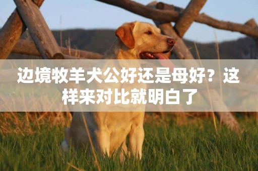 邊境牧羊犬公好還是母好？這樣來對比就明白了