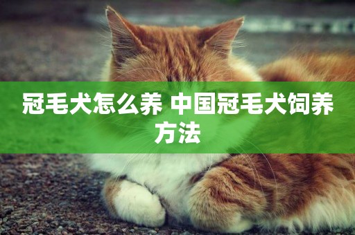 冠毛犬怎么養 中國冠毛犬飼養方法
