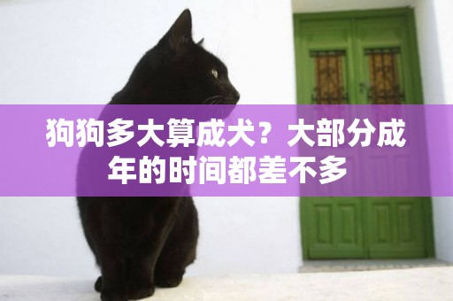狗狗多大算成犬？大部分成年的時間都差不多