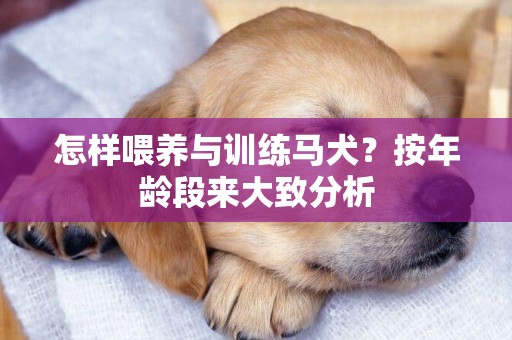 怎樣喂養與訓練馬犬？按年齡段來大致分析