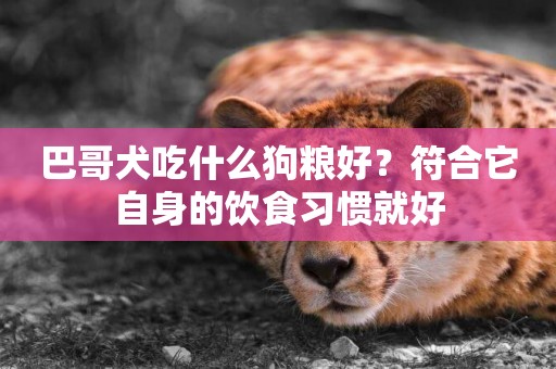 巴哥犬吃什么狗糧好？符合它自身的飲食習慣就好