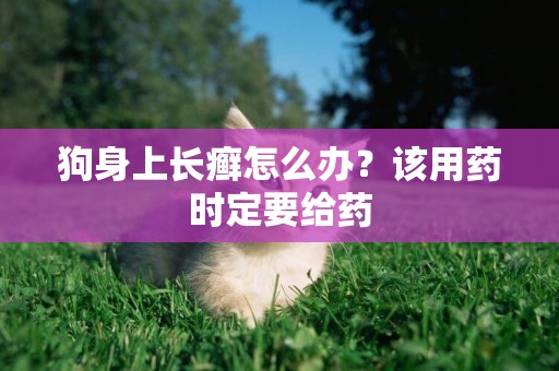 狗身上長癬怎么辦？該用藥時定要給藥