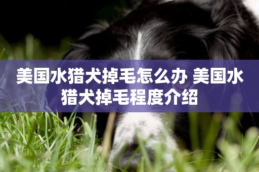 美國水獵犬掉毛怎么辦 美國水獵犬掉毛程度介紹