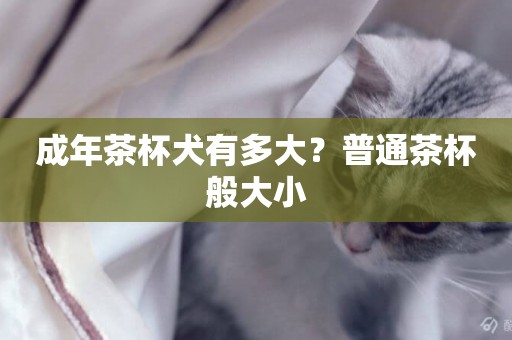 成年茶杯犬有多大？普通茶杯般大小