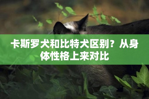 卡斯羅犬和比特犬區別？從身體性格上來對比