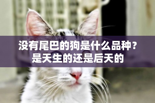沒有尾巴的狗是什么品種？是天生的還是后天的