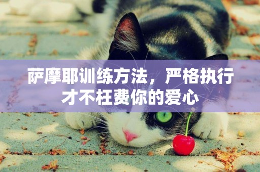 薩摩耶訓練方法，嚴格執行才不枉費你的愛心