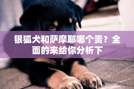 銀狐犬和薩摩耶哪個貴？全面的來給你分析下