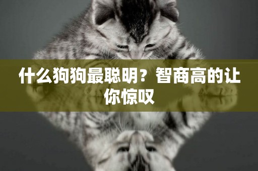什么狗狗最聰明？智商高的讓你驚嘆