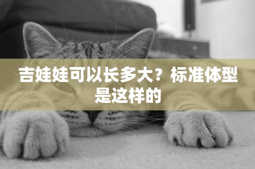 吉娃娃可以長多大？標準體型是這樣的