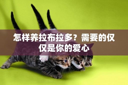怎樣養拉布拉多？需要的僅僅是你的愛心