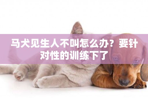 馬犬見生人不叫怎么辦？要針對性的訓練下了