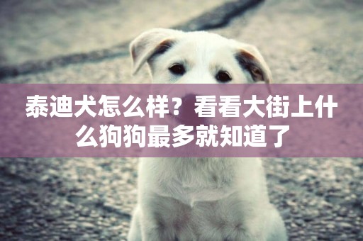 泰迪犬怎么樣？看看大街上什么狗狗最多就知道了