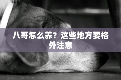 八哥怎么養？這些地方要格外注意