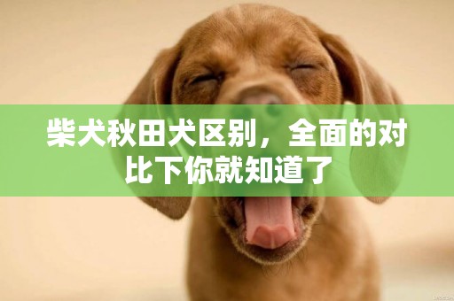 柴犬秋田犬區別，全面的對比下你就知道了