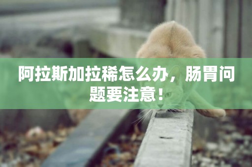 阿拉斯加拉稀怎么辦，腸胃問題要注意！